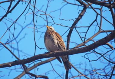 Ardıç Fieldfare ormandaki bir ağaç üzerinde