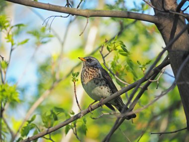 Ardıç Fieldfare ormandaki bir ağaç üzerinde