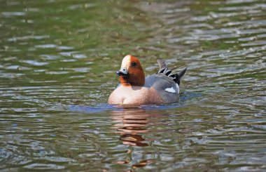 Wigeon ördek (Anas penelope) Nehri üzerinde
