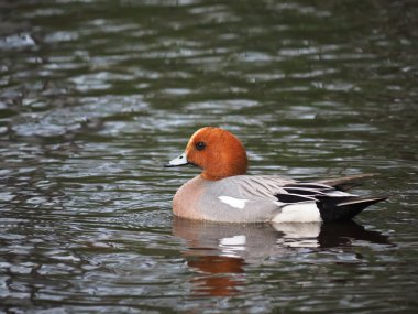 Wigeon ördek (Anas penelope) Nehri üzerinde