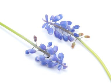 Beyaz bir arka plan üzerinde fare sümbül