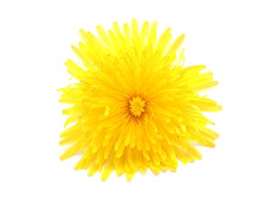 Beyaz arkaplanda sarı karahindiba