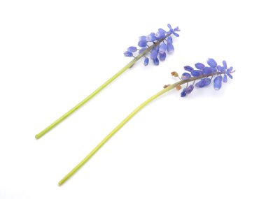 Beyaz bir arka plan üzerinde fare sümbül