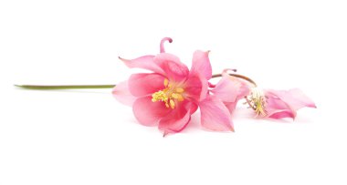 çiçek Aquilegia Kaptaj beyaz bir arka plan üzerinde