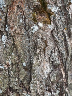 bir kavak kabuğu üzerinde liken. arka plan