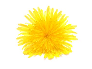 Beyaz arkaplanda sarı karahindiba