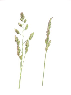 Beyaz bir arka plan üzerinde tahıllar