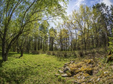Ridge taşlar bahar bir parkta