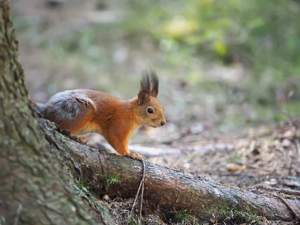 Esquilo vermelho em uma calha de alimentação na floresta — Fotografia de Stock
