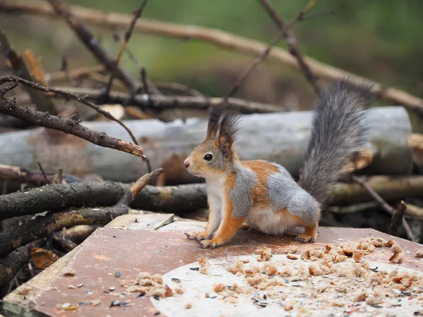 Rode eekhoorn op een voeding doorheen in het bos — Stockfoto