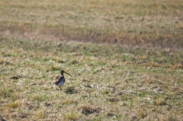 Oiseau courlis dans le champ — Photo