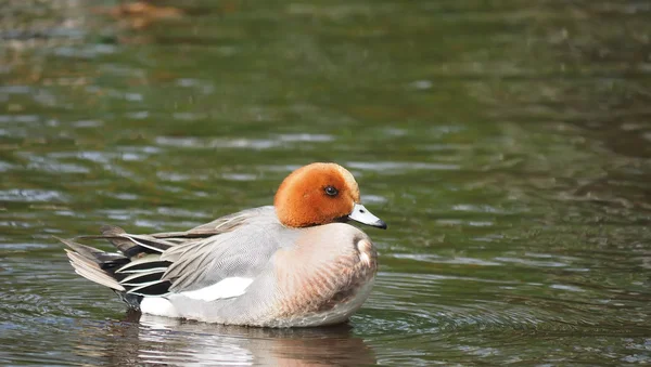 Wigeon ördek (Anas penelope) Nehri üzerinde