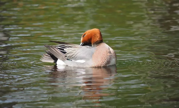 Wigeon duck (Anas penelope) on the river — Stock Photo, Image