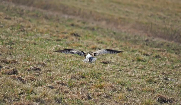 Fuglecurlew i felt – stockfoto