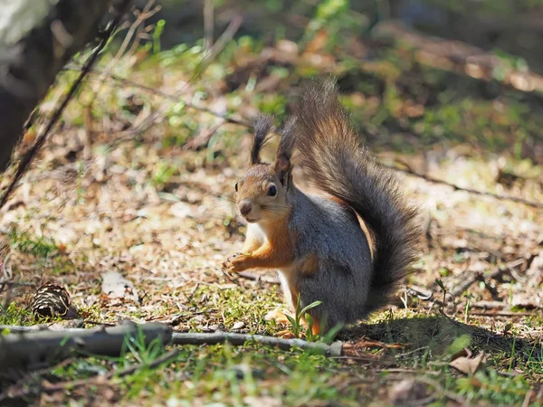 Ardilla roja en un comedero en el bosque — Foto de Stock