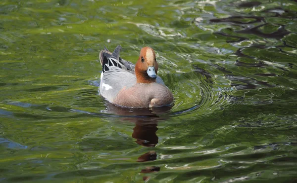 Pato-peru (Anas penelope) no rio — Fotografia de Stock