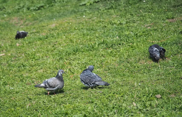 Tauben auf dem Gras — Stockfoto