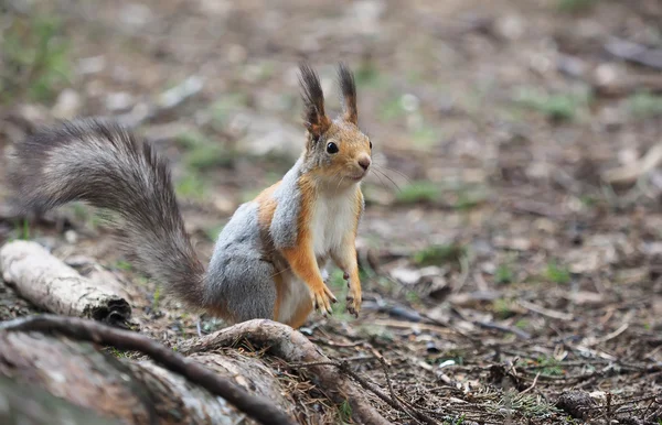 Ekorre på en utfodring tråg i skogen — Stockfoto