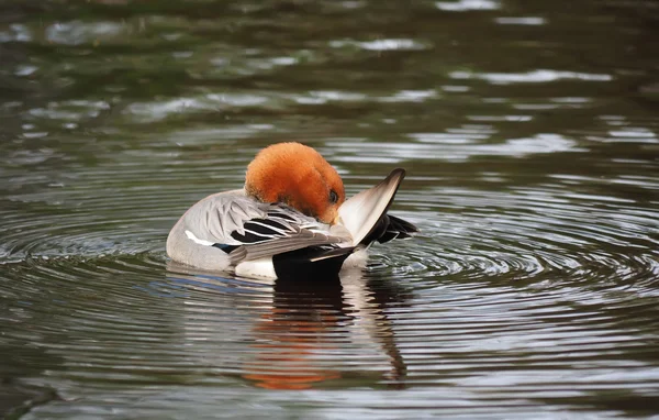 Wigeon ördek (Anas penelope) Nehri üzerinde