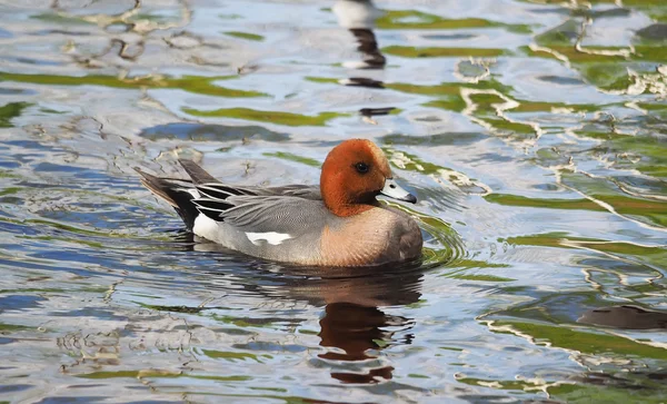 Wigeon ördek (Anas penelope) Nehri üzerinde
