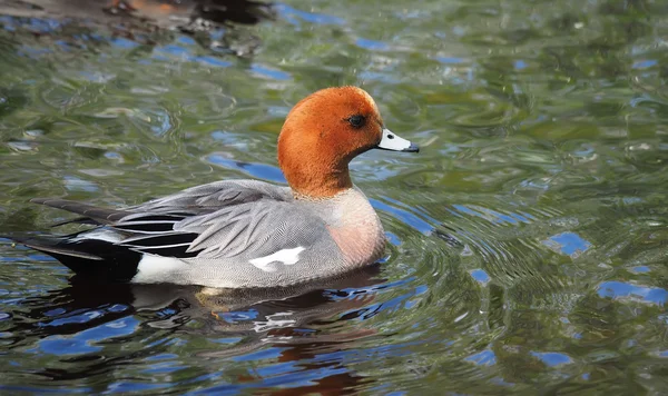 Wigeon ördek (Anas penelope) Nehri üzerinde