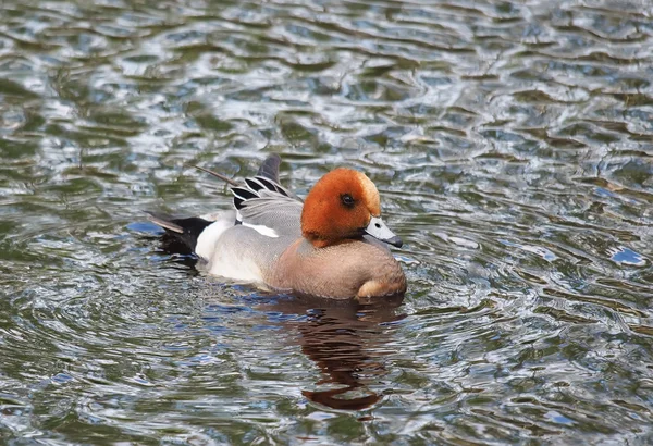 Wigeon ördek (Anas penelope) Nehri üzerinde