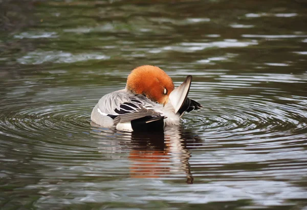 Wigeon ördek (Anas penelope) Nehri üzerinde