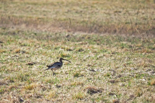 Brachvogel auf dem Feld — Stockfoto