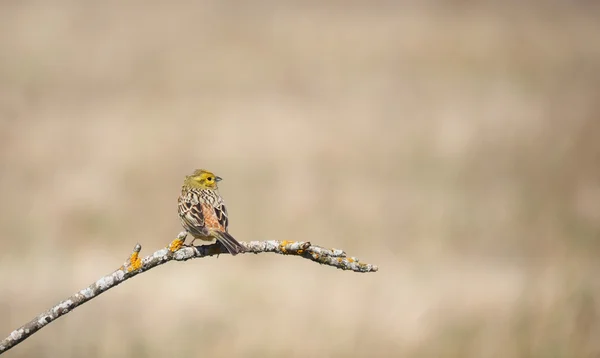 Pájaro amarillo en un árbol — Foto de Stock