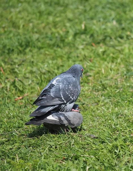 Tauben auf dem Gras — Stockfoto