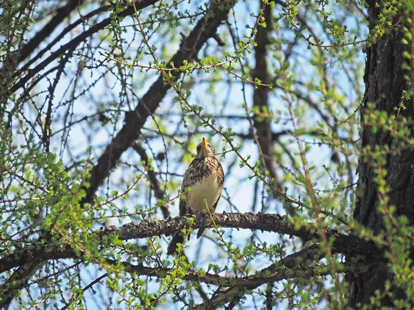 Ardıç Fieldfare ormandaki bir ağaç üzerinde