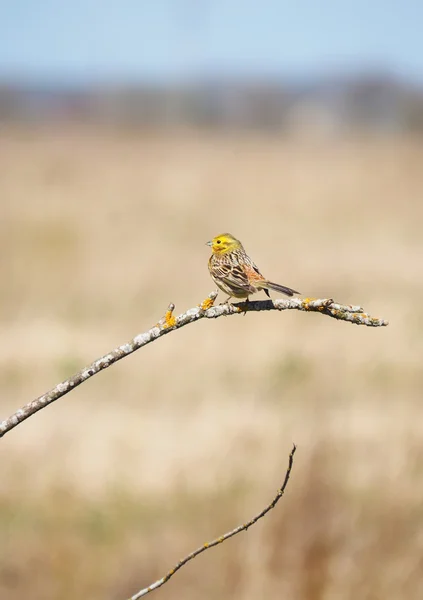 Bruant jaune oiseau sur un arbre — Photo
