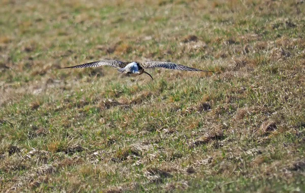 Pássaro ondulado no campo — Fotografia de Stock