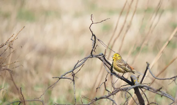 Pájaro amarillo en un árbol — Foto de Stock