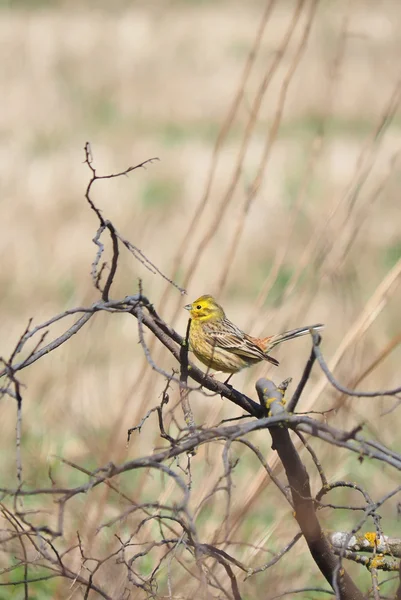 Pássaro bunting amarelo em uma árvore — Fotografia de Stock