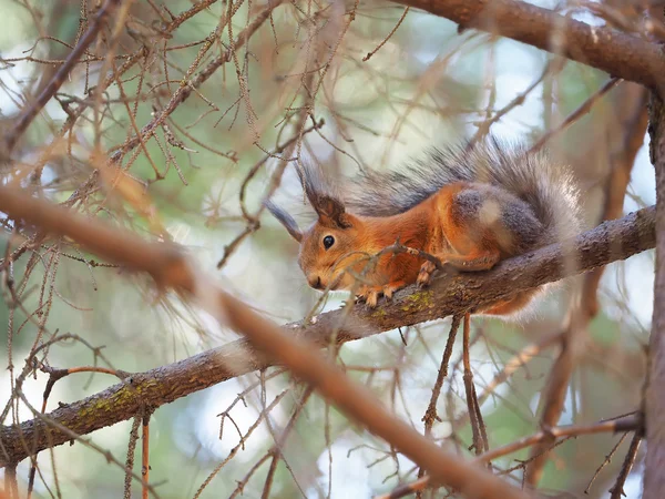 Ardilla roja en un comedero en el bosque — Foto de Stock