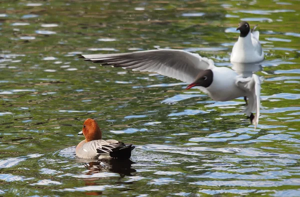 Wigeon kachny (Anas penelope) na řece — Stock fotografie