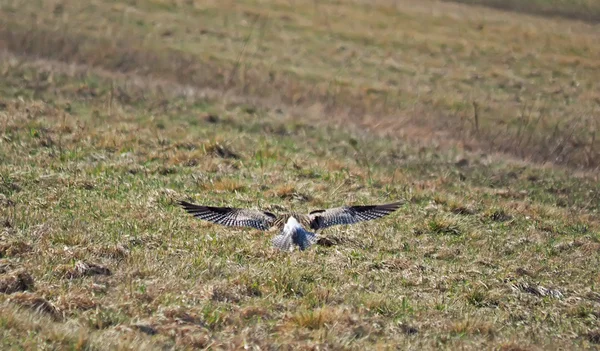 Pájaro ondulado en el campo — Foto de Stock