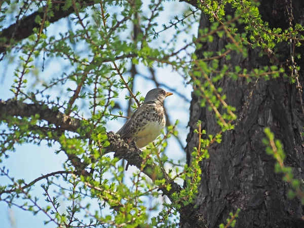 Thrush Fieldfare en un árbol en el bosque — Foto de Stock