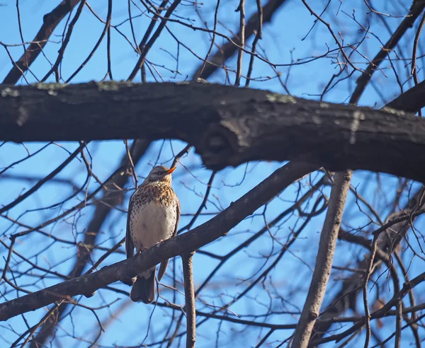 在森林里的一棵树上的鹅口疮 Fieldfare — 图库照片