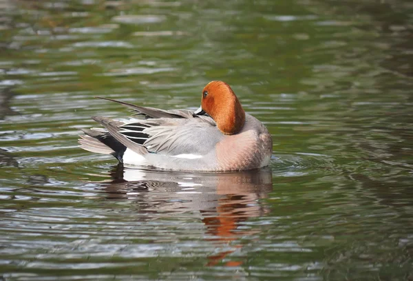 Wigeon ördek (Anas penelope) Nehri üzerinde