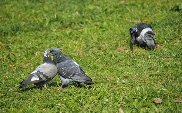 Çimlerin üzerinde güvercinler