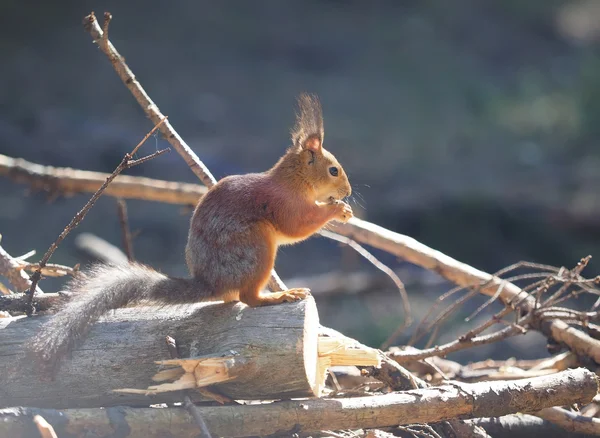 Rode eekhoorn op een voeding doorheen in het bos — Stockfoto