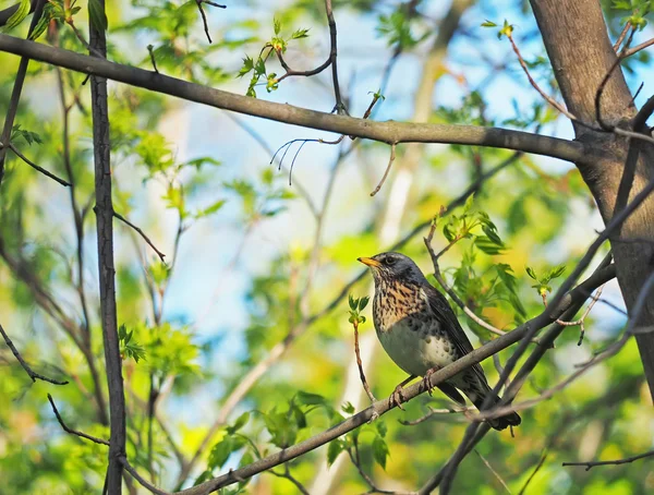 Trast björktrast på ett träd i skogen — Stockfoto