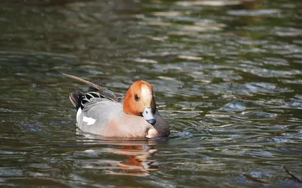Wigeon duck (Anas penelope) on the river — Stock Photo, Image
