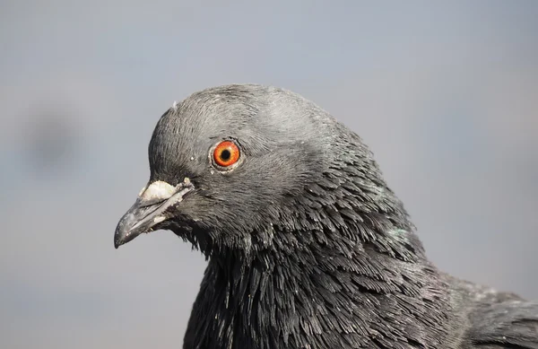 Portrait d'une colombe — Photo