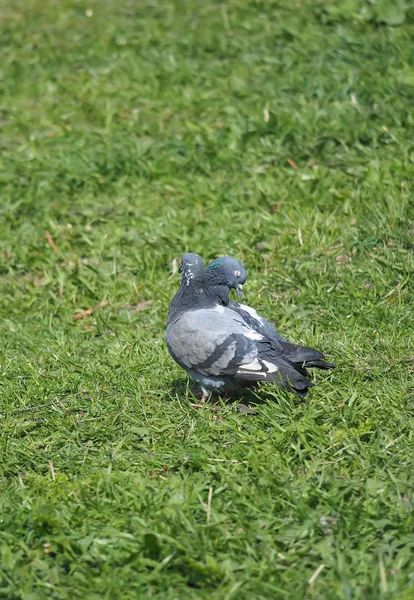 Tauben auf dem Gras — Stockfoto