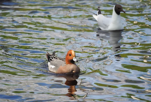 Wigeon duck (Anas penelope) on the river — Stock Photo, Image