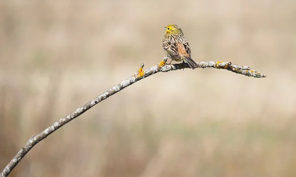 Pássaro bunting amarelo em uma árvore — Fotografia de Stock