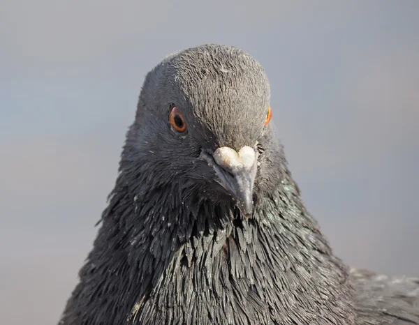 Retrato de uma pomba — Fotografia de Stock